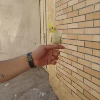 جوجه عروس هلندی ناز