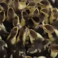 جوجه اردک روسی خارجی اسراییلی ده روزه