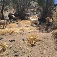 ۲۰ چپش چاق  سرحدی
