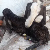 کویه صیاحی خ صلاح دین