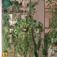 گل‌ و گیاه‌ آپارتمانی