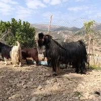 دوبر دو رون جوان سرحال