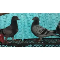 مسابقه ای
