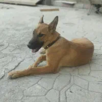 سگ مالینیوز نر شش ماهه معاوضه هم میکنم
