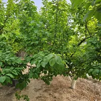 باغ و باغچه177متری /آب/برق/درختان کهن میوه|فروش زمین و ملک کلنگی|تهران, امیریه|دیوار