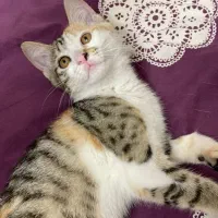 وگذاری بچه گربه