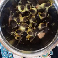 جوجه اردک اسرائیلی