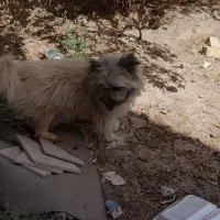 سگ پشمالو
