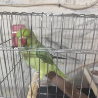 طوطی ملنگو