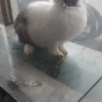 خرگوش ماده بازیگوش