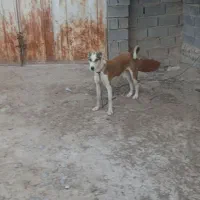 سگ.