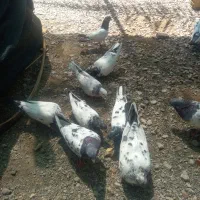 کبوتر پرشی