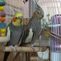 یک جفت عروس هلندی نژاد خاکستری