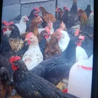 جوجه خروس کشتار رسید با ارسال رایگان