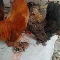 جوجه مینیاتوری یا چا...