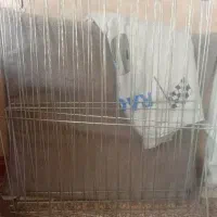 لوازم جانبی سگ
