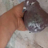 کفتر گرفتنی