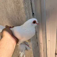 کبوتر قرمز گوز ارکح