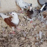 جوجه .وکهنه پره دمی .
