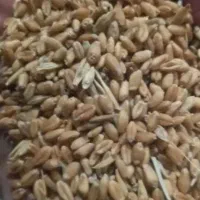 گندم اوکلید