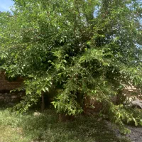 فروش زمین