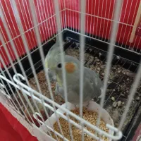 عروس هلندی