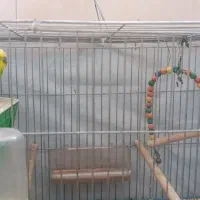 2 عدد مرغ عشق نر