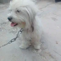 سگ پشمالو
