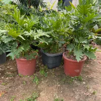 برگ انجیری گلدان وصال ۳ ،۴ بوته ،ایفوربیا فر تعداد