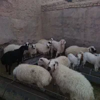 میش و بره. بز دورگ سانن