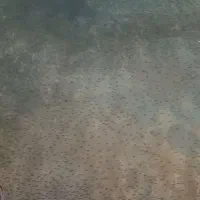 بچه ماهی قزل آلا