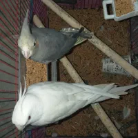 عروس هلندی جفت