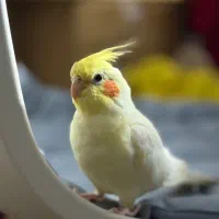 عروس هلندی + لونه