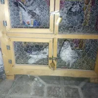 سه جفت کبوتر عاشق و جوجه هاشون با قفس
