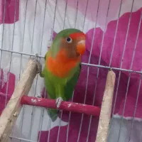 پرنده