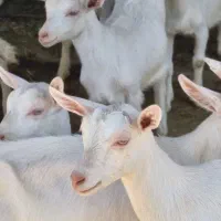 بزغاله سانن اصل