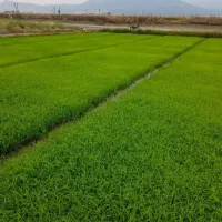 سرکارگر هستم برای کار شالی