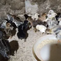 جوجه مرغ گلپایگانی جوجه پاپر