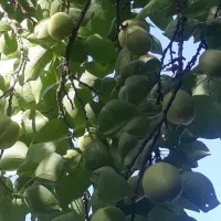 چند درخت گوجه سبز وزرد آلوی پیش رس وبادامی اجاره