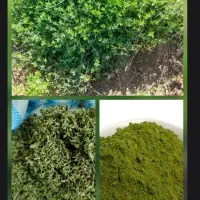 برگ و پودر آویشن