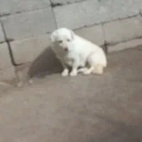 سگ‌بوبی‌فروشی‌جنسیت‌ماده