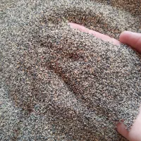 بذرگیاهی دارویی  اصلاح شده