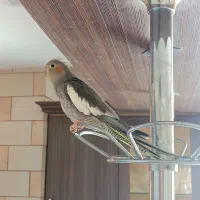 عروس هلندی 7 ماهه ماده