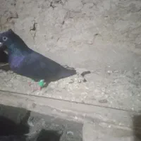 دم سفید|پرنده|فاروج, |دیوار