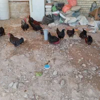 مرغ و خروس محلی اصل