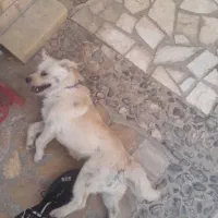 دو عدد سگ خارجی نر