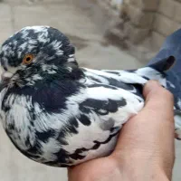 کبوتر گم شده