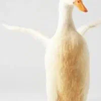 دوعدد اردک سرحال