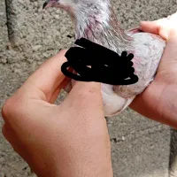 کبوتر تیر ماهی گرگی قرمز