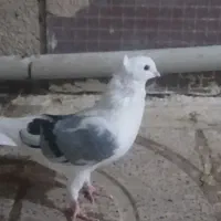 سه عدد کبوتر دوکت نر
